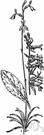 water lobelia - erect perennial aquatic herb of Europe and North America having submerged spongy leaves and pendulous racemes of blue flowers above the water