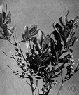 Jamaica bayberry - West Indian tree