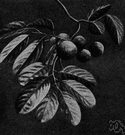 Taraktogenos kurzii - East Indian tree with oily seeds yield chaulmoogra oil used to treat leprosy