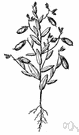 Crotalaria - any of various plants of the genus Crotalaria having inflated pods within which the seeds rattle