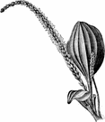 common plantain - common European perennial naturalized worldwide