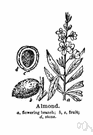 Prunus triloba - deciduous Chinese shrub or small tree with often trilobed leaves grown for its pink-white flowers