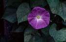 California bluebell - desert plant of southern California with blue or violet tubular flowers in terminal racemes