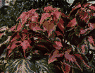 flame nettle - any of various Old World tropical plants of the genus Coleus having multicolored decorative leaves and spikes of blue flowers