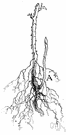 root system - a developed system of roots