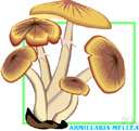 Armillariella mellea - a honey-colored edible mushroom commonly associated with the roots of trees in late summer and fall
