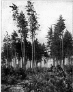 second growth - a second growth of trees covering an area where the original stand was destroyed by fire or cutting