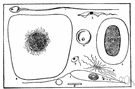 Salmonella typhi - a form of salmonella that causes typhoid fever