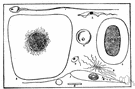 typhoid bacillus - a form of salmonella that causes typhoid fever