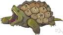 snapping turtle - large aggressive freshwater turtle with powerful jaws