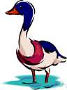 water bird - freshwater aquatic bird