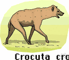genus Crocuta - a genus of Hyaenidae