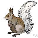 genus Sciurus