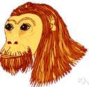 Pan troglodytes verus
