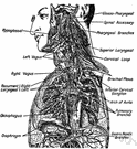 vagus - a mixed nerve that supplies the pharynx and larynx and lungs and heart and esophagus and stomach and most of the abdominal viscera