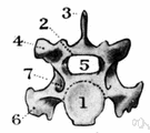 thoracic vertebra - one of 12 vertebrae in the human vertebral column