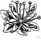 moonseed - plant of the family Menispermaceae having red or black fruit with crescent- or ring-shaped seeds