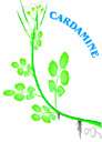 mountain watercress - mat-forming perennial found in cold springs of the eastern United States