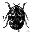 Scrophularia - type genus of Scrophulariaceae