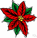 Mexican flameleaf - tropical American plant having poisonous milk and showy tapering usually scarlet petallike leaves surrounding small yellow flowers