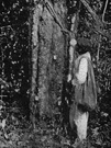 rubber tree - small genus of South American trees yielding latex