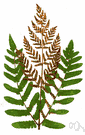 French bracken - large deeply rooted fern of worldwide distribution with upright bipinnate compound tufted fronds