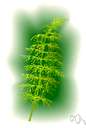 Polypodium glycyrrhiza