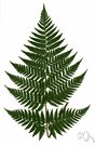 Polybotria - tropical American ferns