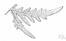 Doryopteris pedata - tropical American fern with coarsely lobed to palmatifid fronds
