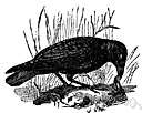 American crow - common crow of North America