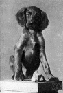 Irish setter - an Irish breed with a chestnut-brown or mahogany-red coat