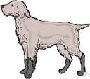griffon - breed of medium-sized long-headed dogs with downy undercoat and harsh wiry outer coat