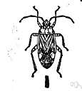 mirid bug - a variety of leaf bug