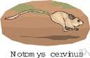 jumping mouse