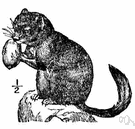Muscardinus - a genus of Gliridae