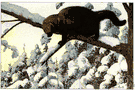 black cat - large dark brown North American arboreal carnivorous mammal