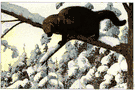 Fisher - large dark brown North American arboreal carnivorous mammal