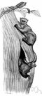Potos flavus - arboreal fruit-eating mammal of tropical America with a long prehensile tail