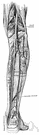 arteria poplitea - a continuation of the femoral artery that branches to supply the legs and feet