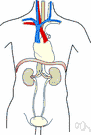 renal artery - an artery originating from the abdominal aorta and supplying the kidneys and adrenal glands and ureters