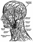 vena facialis anterior - a continuation of the angular vein
