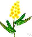 mimosa - any of various tropical shrubs or trees of the genus Mimosa having usually yellow flowers and compound leaves