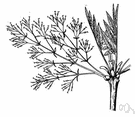 Fraxinus ornus - southern Mediterranean ash having fragrant white flowers in dense panicles and yielding manna