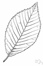 September elm - autumn-flowering elm of southeastern United States