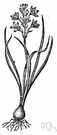 lily family - includes species sometimes divided among the following families: Alliaceae