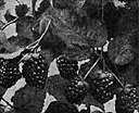 Rubus canadensis - North American dewberry