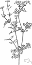 Coriandrum - small genus of annual Mediterranean herbs