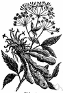 skirret - an Asiatic herb cultivated in Europe for its sweet edible tuberous root