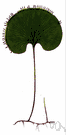kidney fern - large fern of New Zealand having kidney-shaped fronds