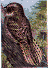 chuck-will's-widow - large whippoorwill-like bird of the southern United States